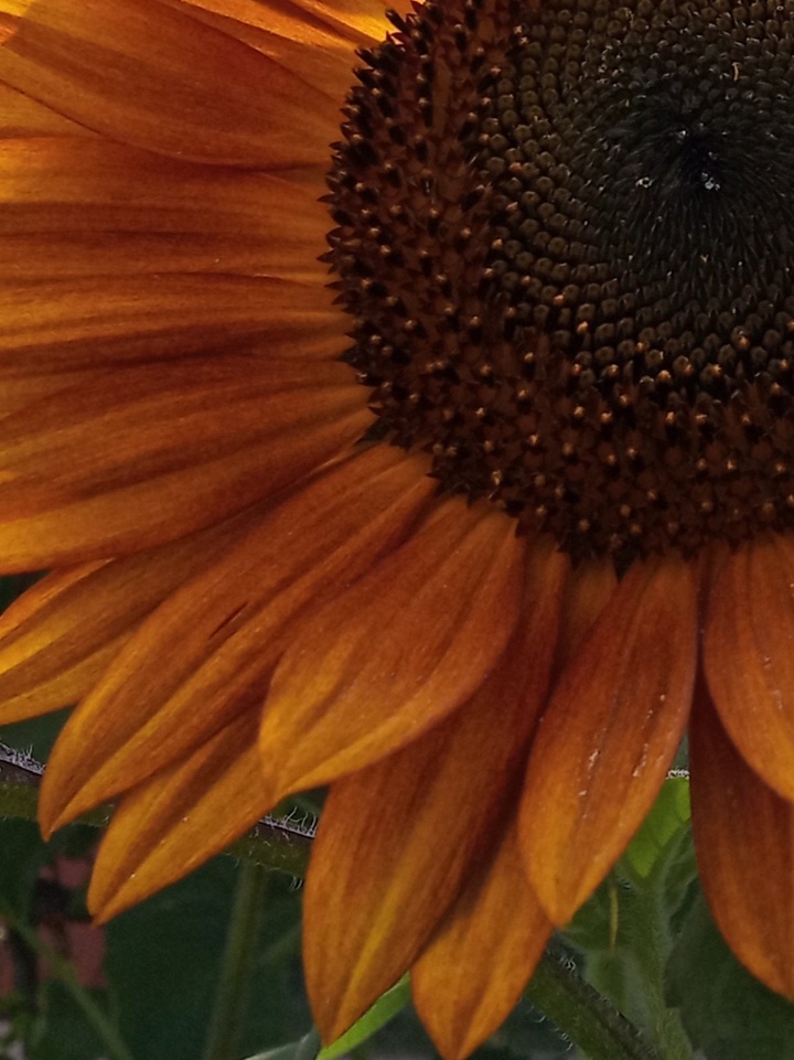 Orange sunflower
