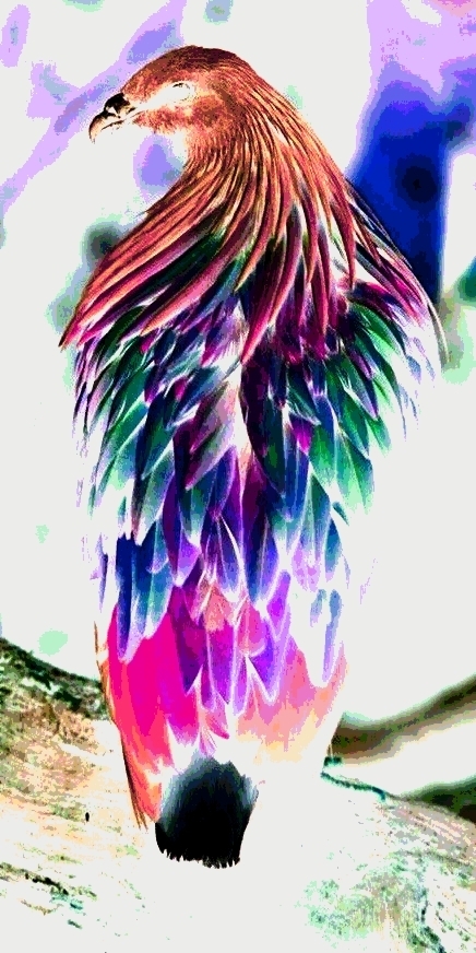 phycadelic bird