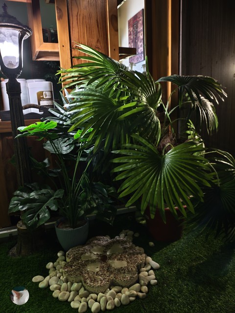 Misi_plant