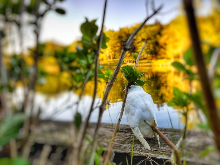 Bird