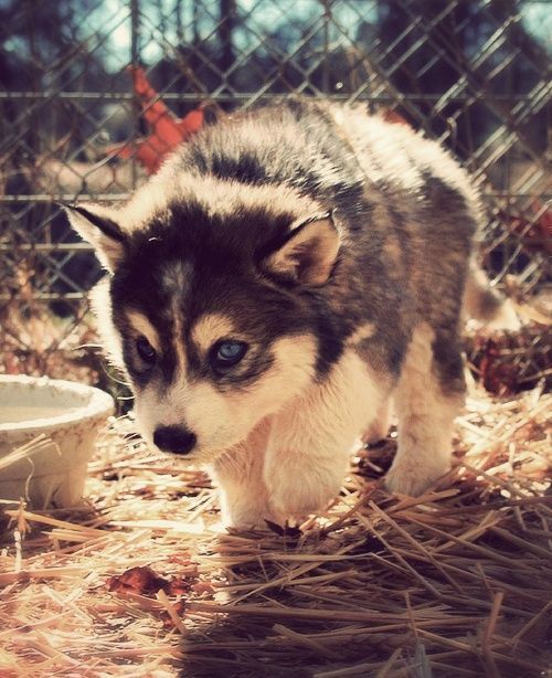the cute baby