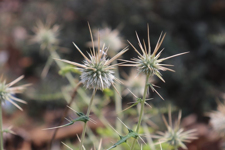 flower with thorn's