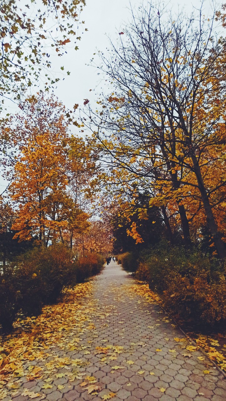 autumn