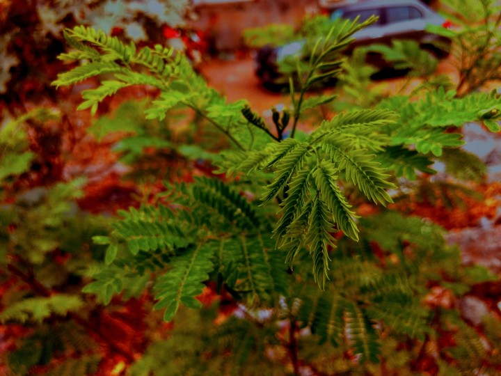 greenly red