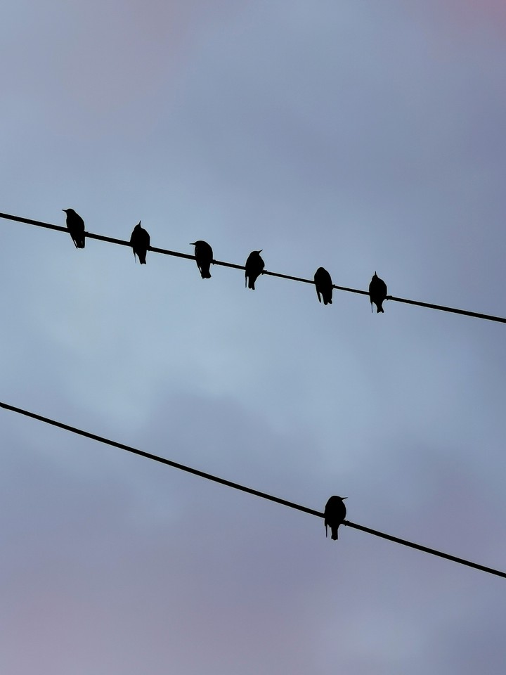birds