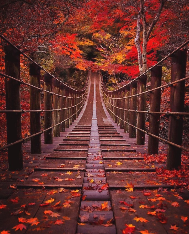 I LOVE FALL.....