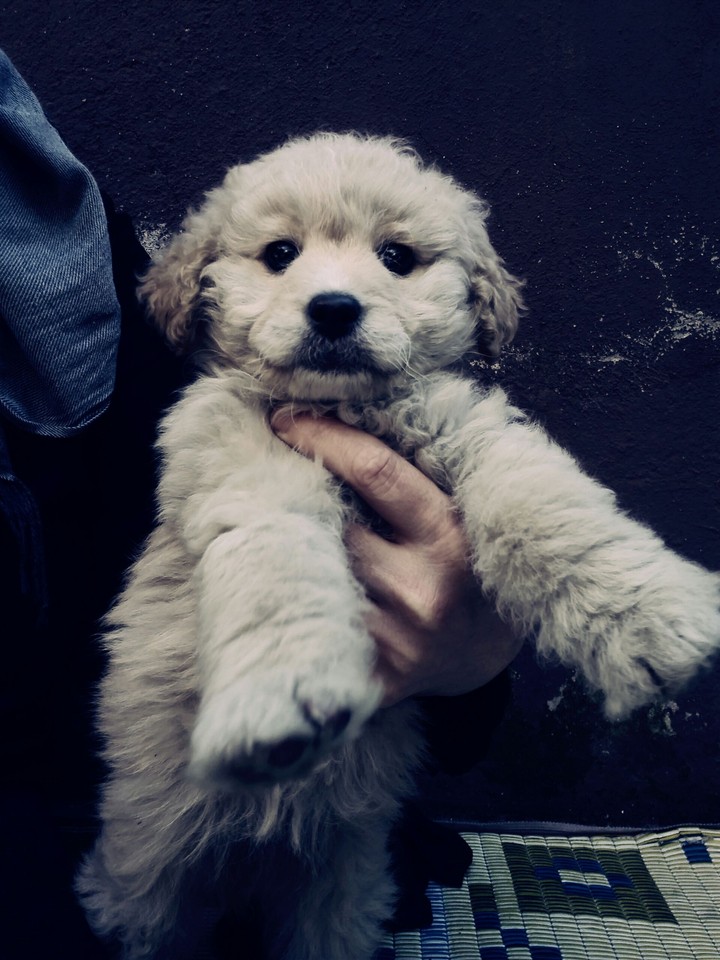 Terrier