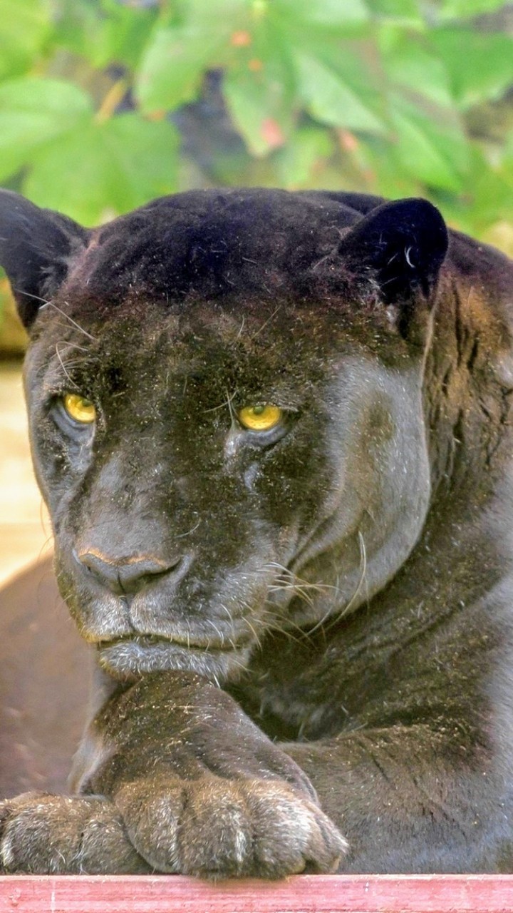 Panter.