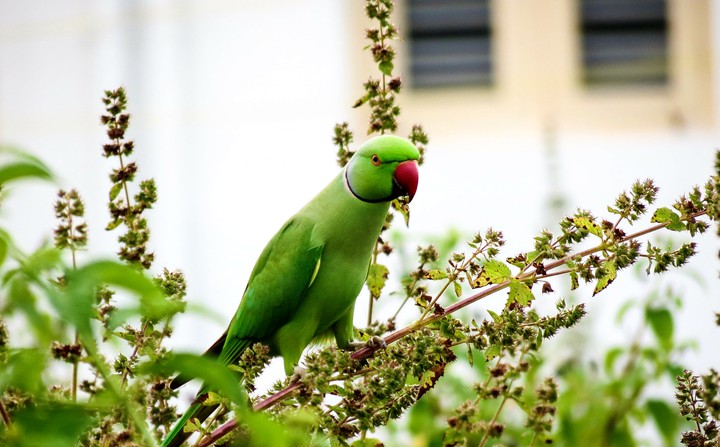 Parrot