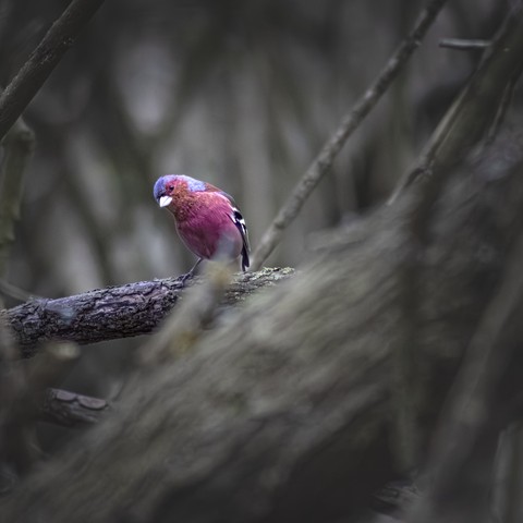 hình nền passerine, beak