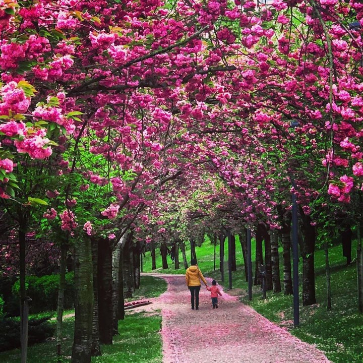 kirazlı yol Türkiye Ankara