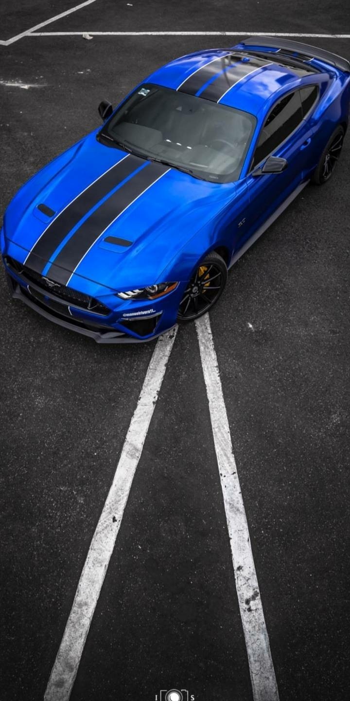 AMERICAN MUSCLE