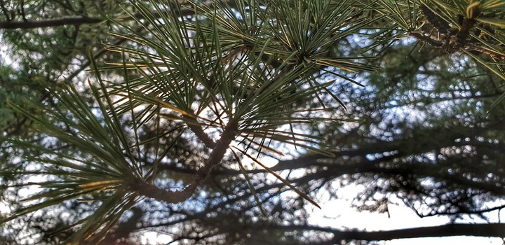 tree upclose