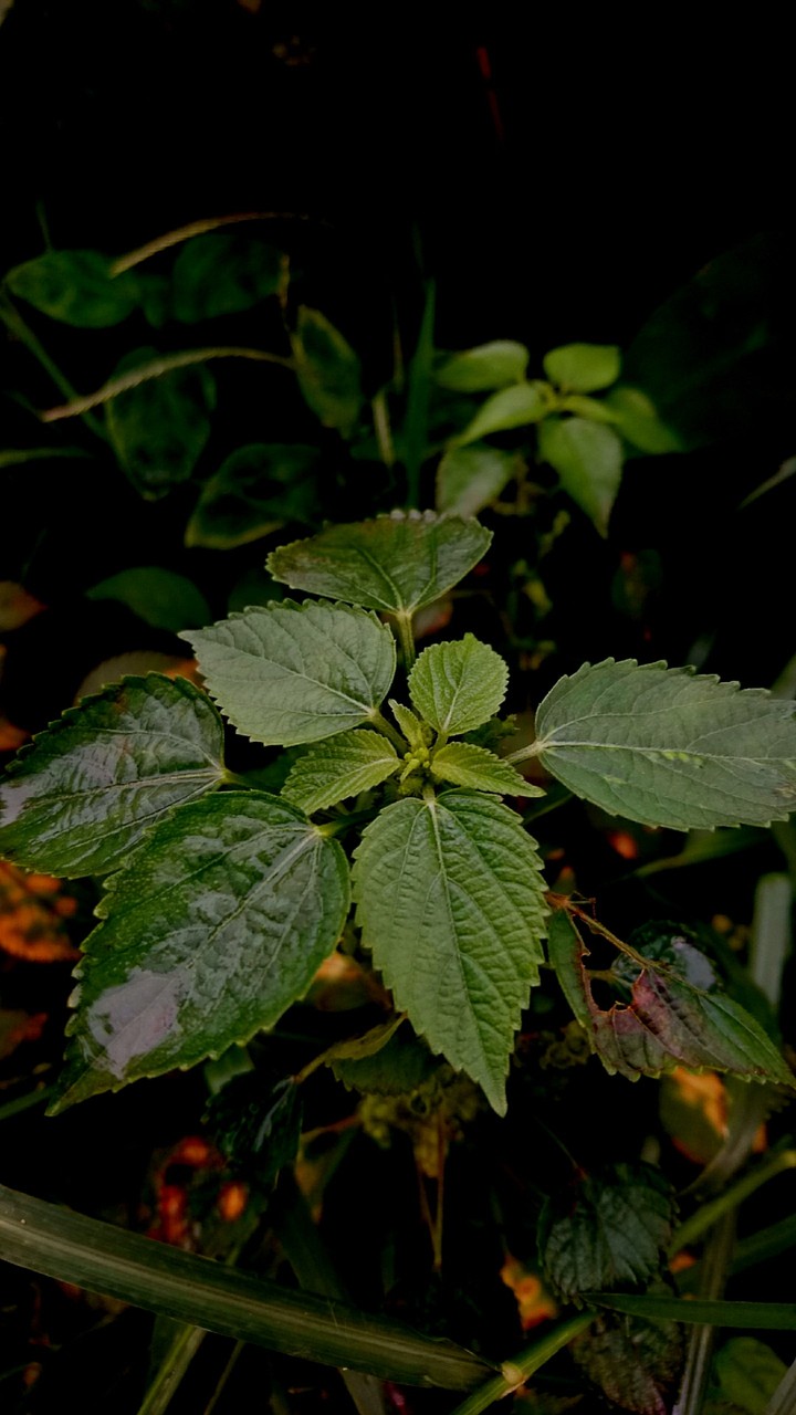 Green leaves