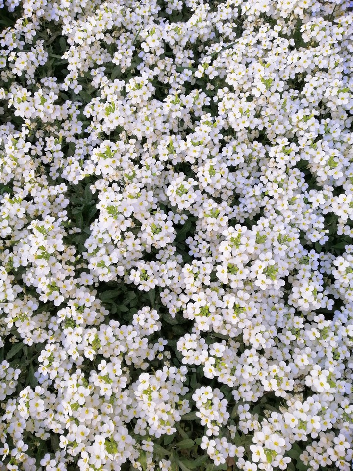 white carpet