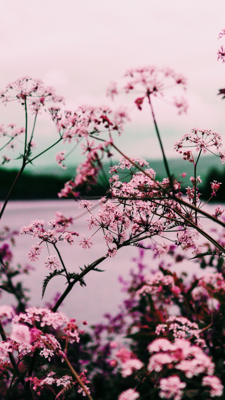la flor de cerezos