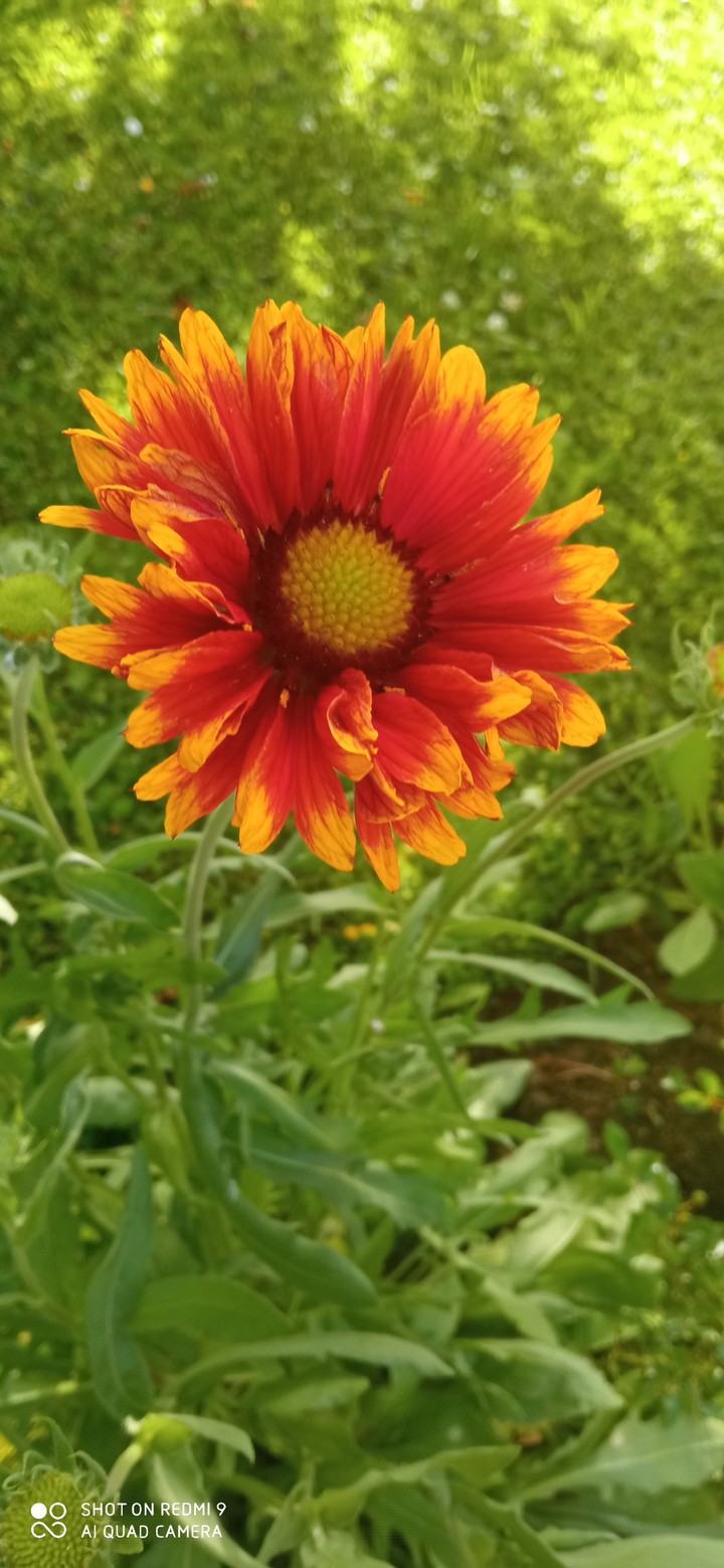 fleure