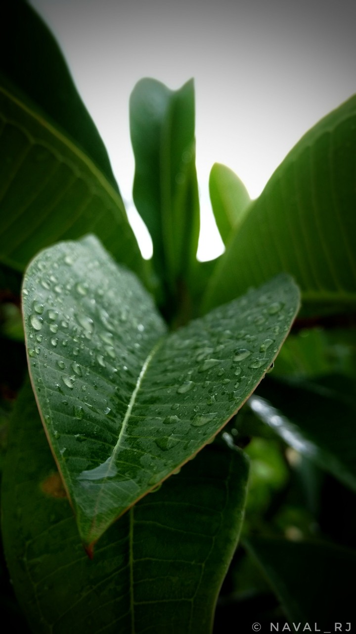 water drops on a plumerian leaf