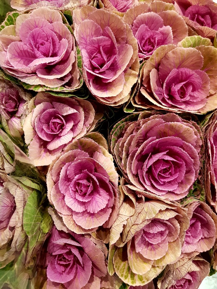 roses pink
