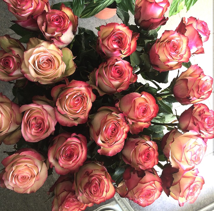 Roses