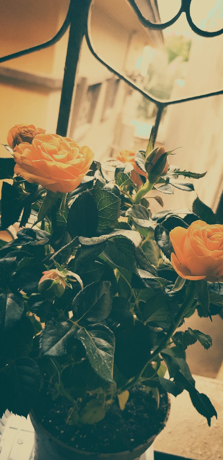 ugle ):