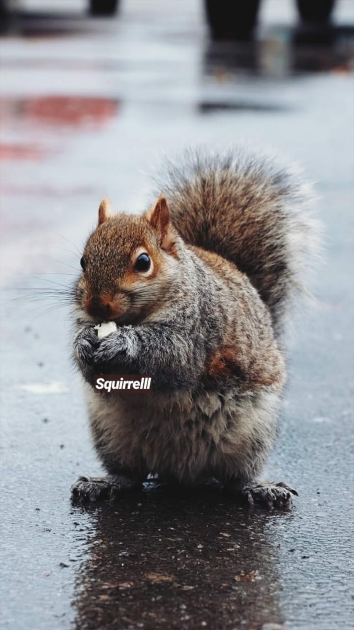 Squirell