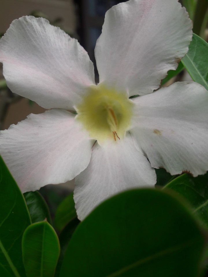 The beauty flower