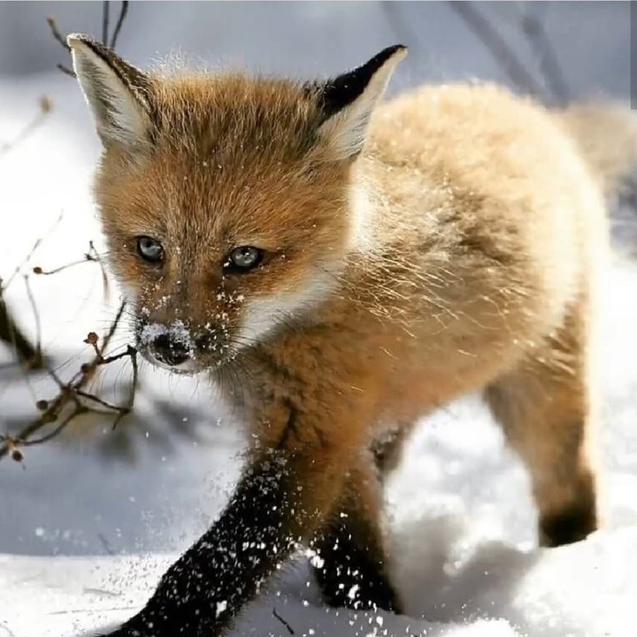 fox