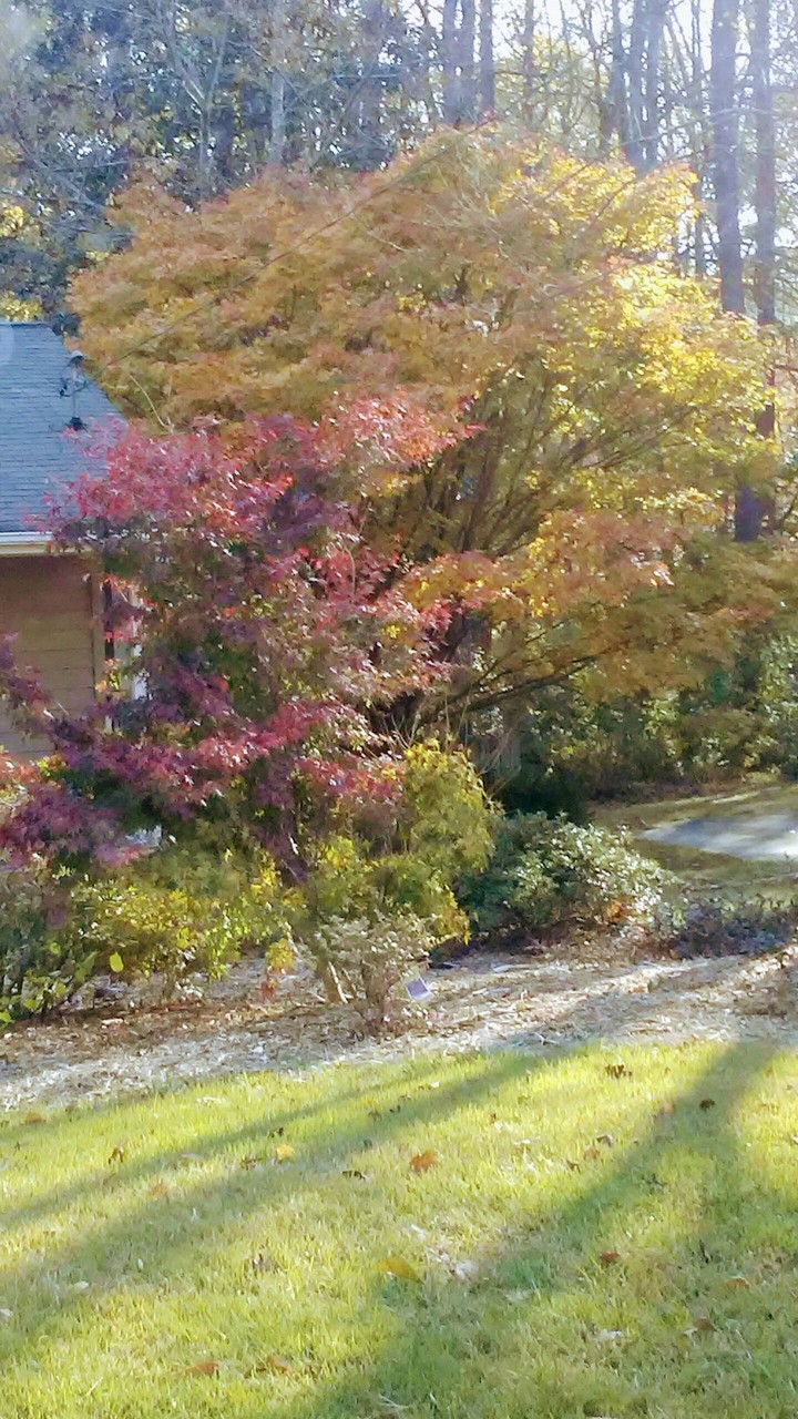 FALL!!!!