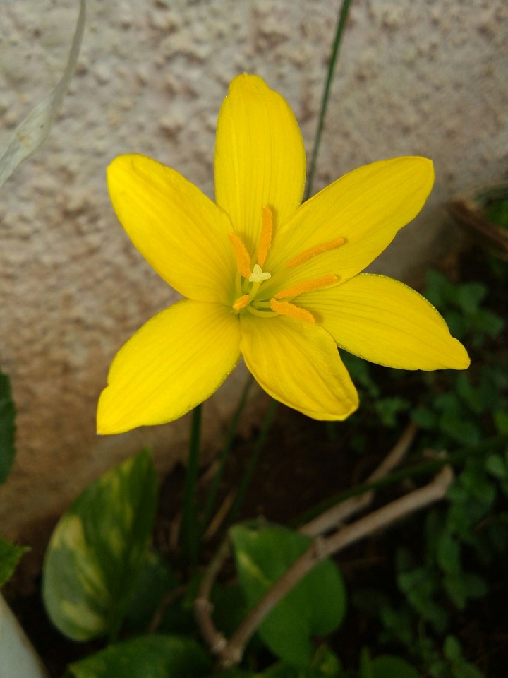flower