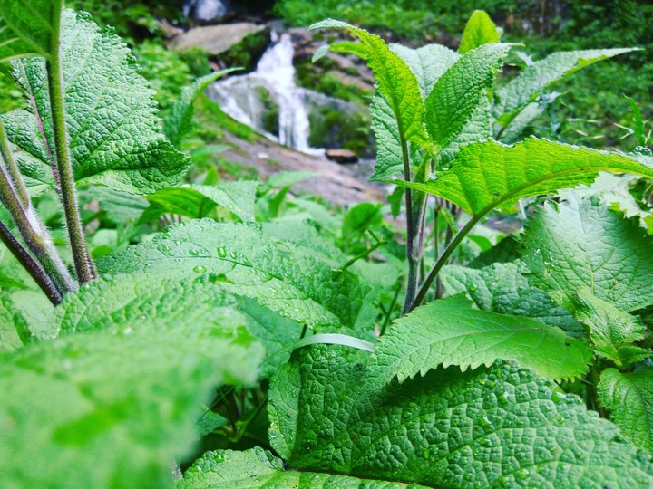 plants