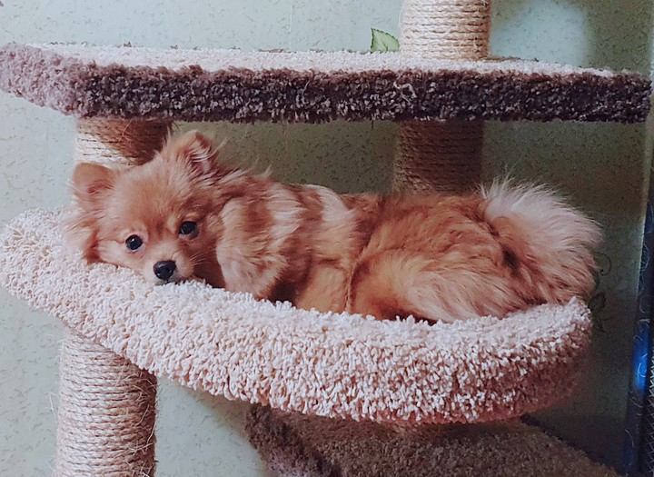 #Собачка#Doggie#Шпиц#Spitz
