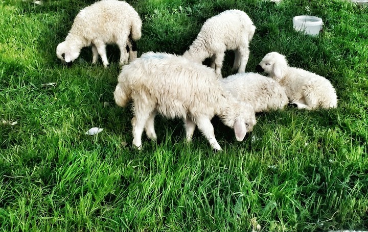 Sheep  