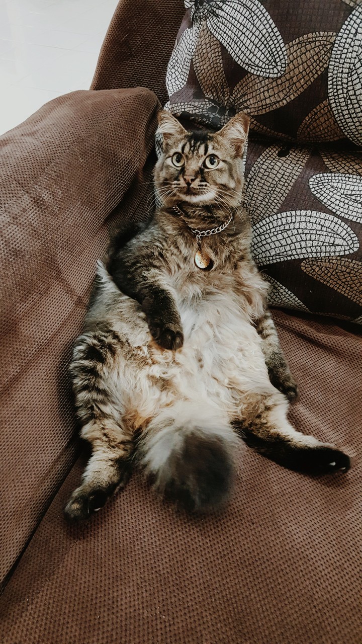 CC the Cat