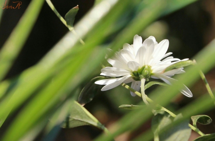 flower