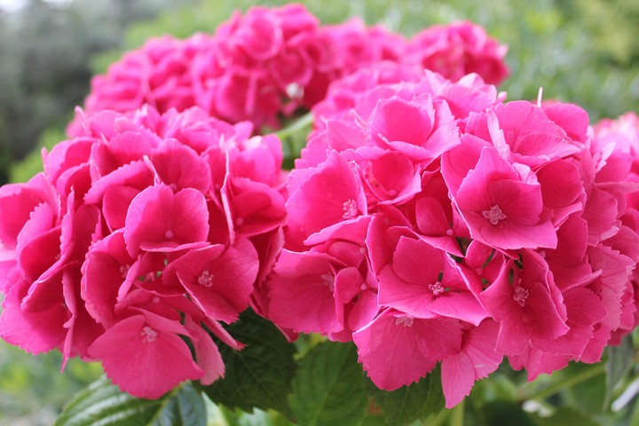 Hortensia