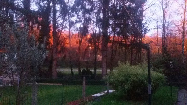 Abendroter Wald