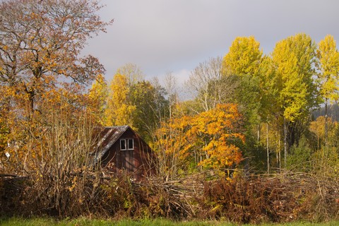 fonds d'écran Yellow, tree