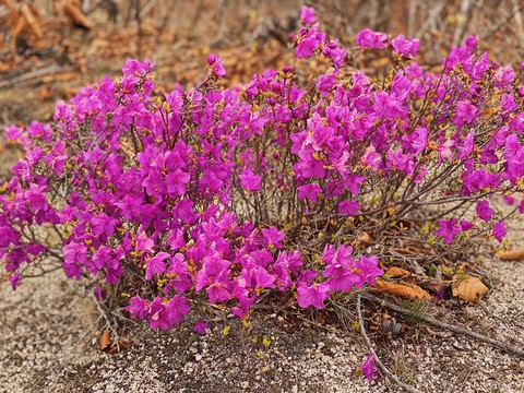 Spring flowers
