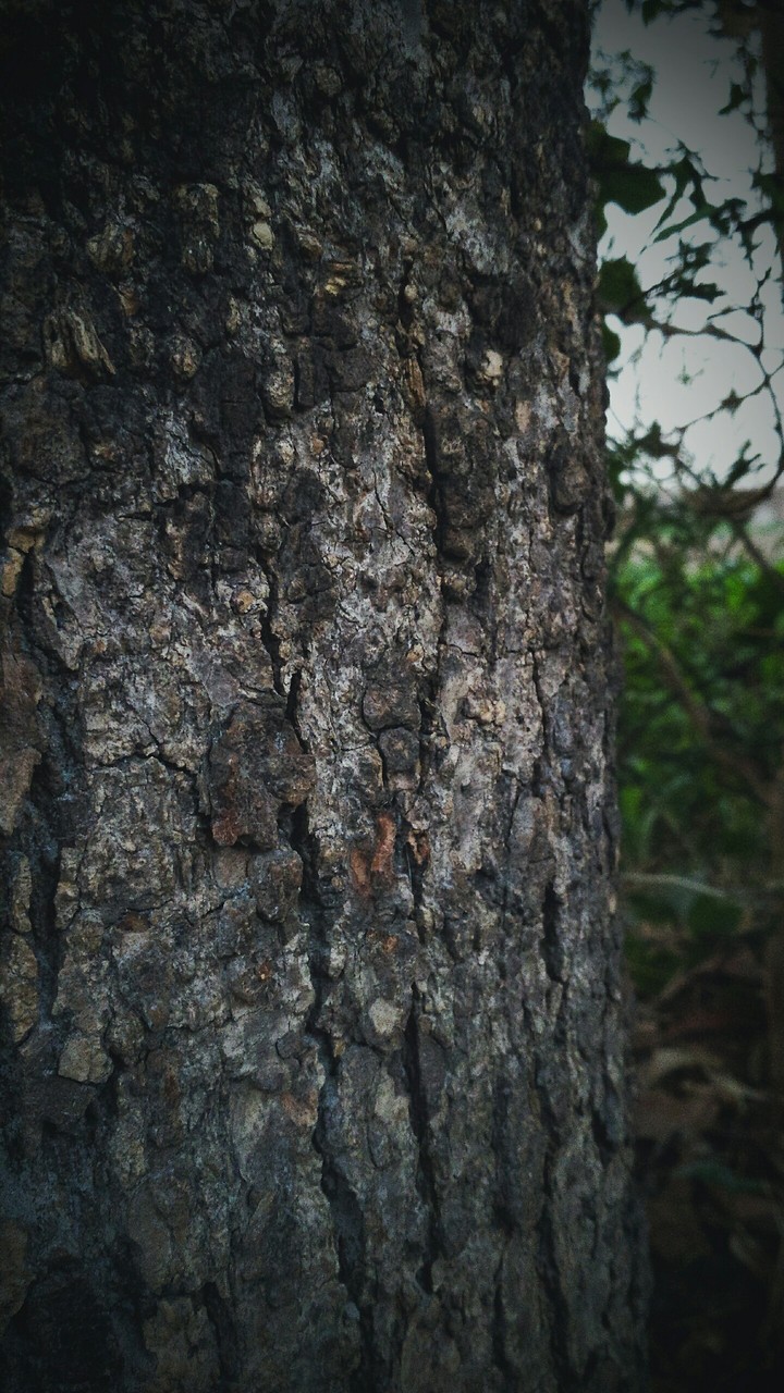 Tree Trunk