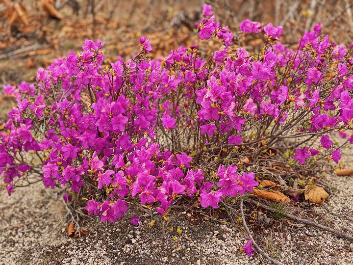 Spring flowers