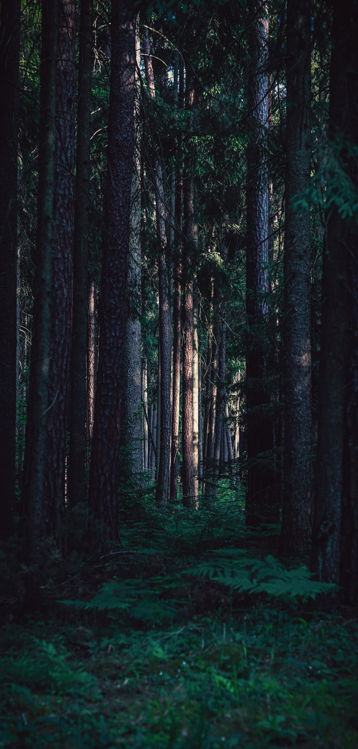 Forest