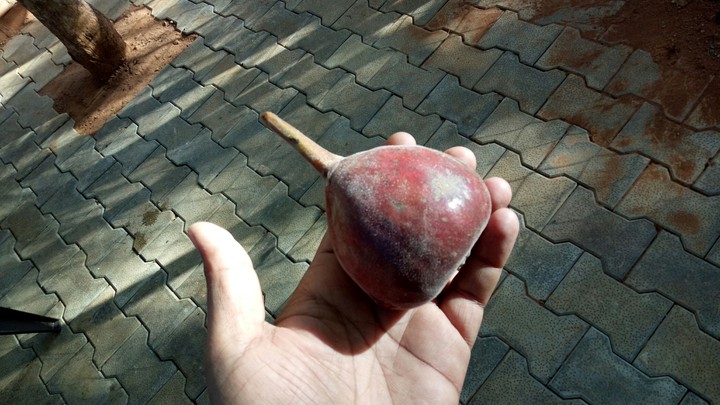 jumbo fig