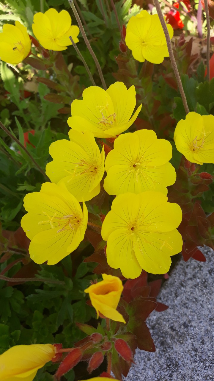 flowers