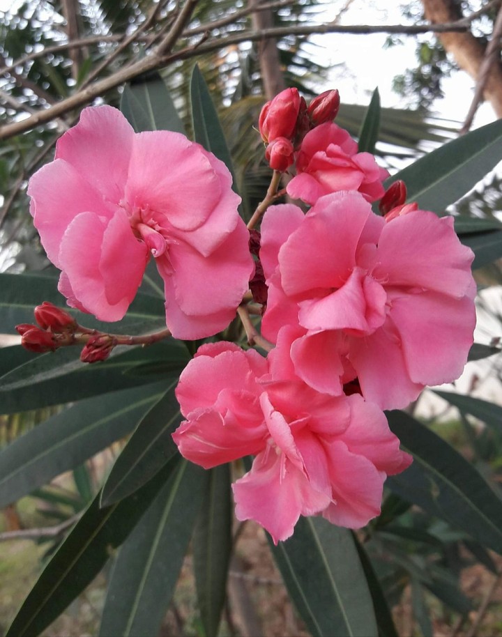 Nerium oleander