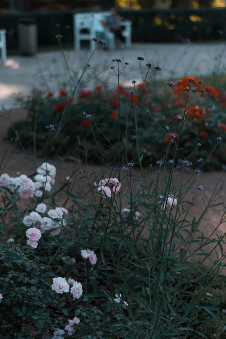Roses