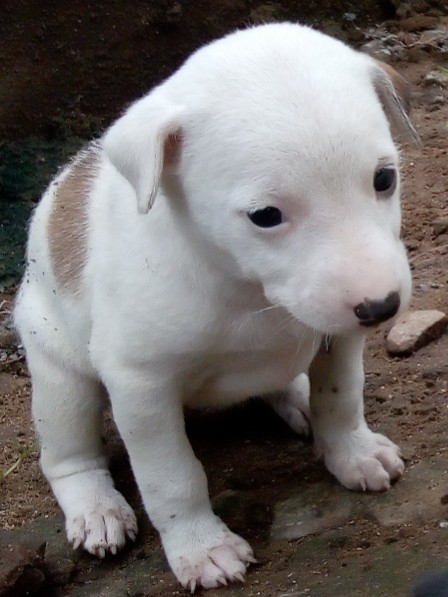 dogy