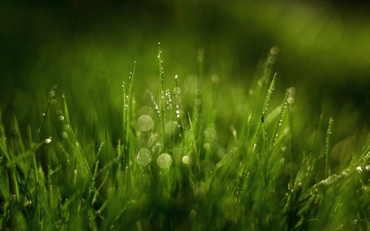 Drops on the grass