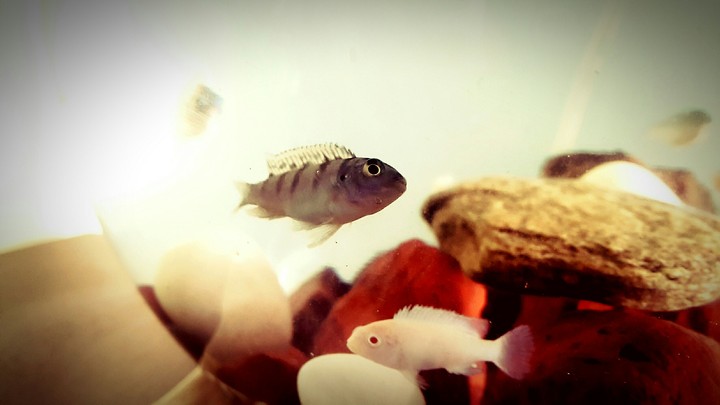 Morphs