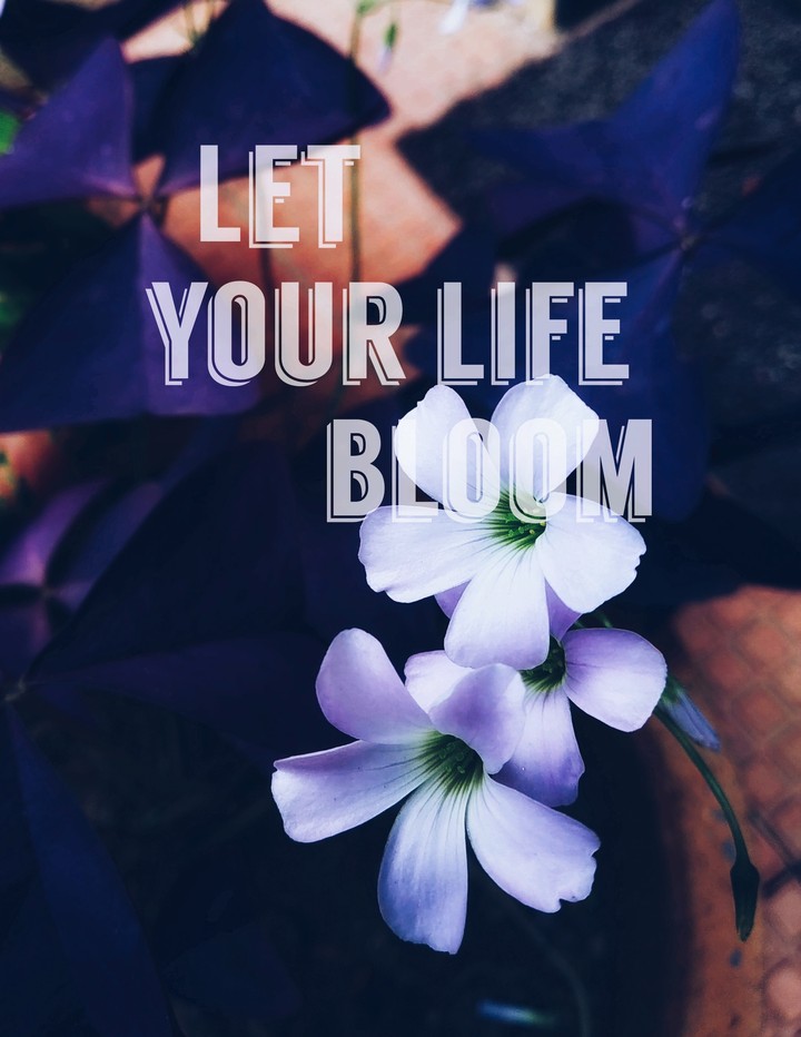 let your life bloom